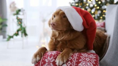 Noel zamanı Toller av köpeği kanepeye uzanmış Noel Baba şapkası takıyor ve arka planda Noel Baba ışıkları var. Yeni yıl tatili portresindeki safkan köpek yavrusu.