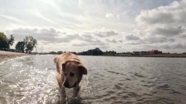 Kıyıda koşan sevimli, genç, altın av köpeği. Suyun içinde, yavaş hareket ediyor.