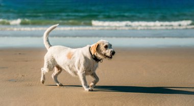 Köpek deniz kıyısında yürüyor. Okyanus kıyısında dalgalarla koşan sevimli beyaz evcil köpek.