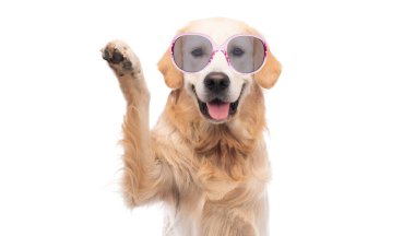 Pençesi yukarıda, beyaz bir arka planda izole edilmiş Golden retriever köpeği.