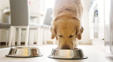 Mutfakta kaseden yemek alan sevimli, altın av köpeği.