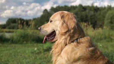 Tarlada Güzel Altın Avcı Köpeğinin Portresi, Çiftleşme Kırsal Alanı