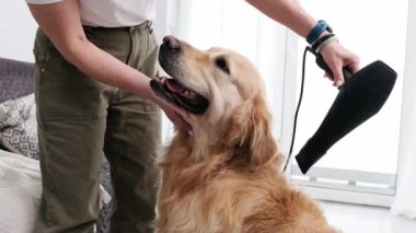 Kız köpeğine sakso çekmek için saç kurutma makinesi kullanıyor.