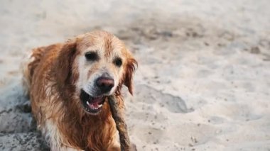 Golden Retriever Dog Ağır Çekimde Koşuyor