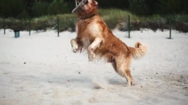 Yavaş çekimde kumsalda sopayla oynayan Mutlu Altın Köpekler