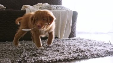 Komik Nova Scotia Duck Tolling Retriever Evde bir kaşıkla oynuyor