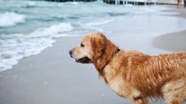 Golden Retriever ağır çekimde oynuyor ve denizde yüzüyor.