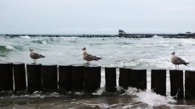 Arka planda deniz dalgaları olan ağaçların üzerinde oturan üç martı.