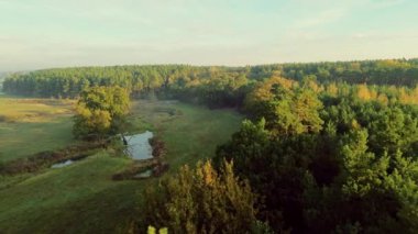 Drone View: Yeşil Yaz Çayırı ve Yukarıdan Ağaçlar