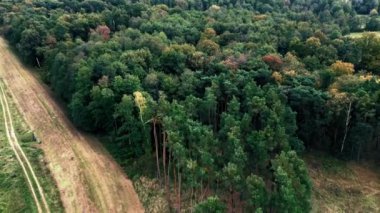 Orman Ağacı Tepeleri 'nin Havadan Görünümü, Düz İHA Sinema Çekimi