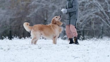 Sevimli Altın Avcı Köpeği Kışın açık havada zıplayan Kar Topu Yakalıyor