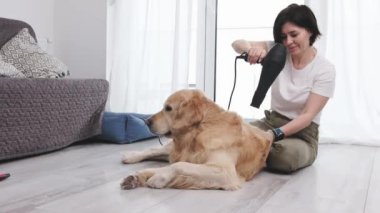 Banyo yaptıktan sonra kuaför kullanan Kurutucu Kadın, Evde Altın Köpek Bakımı Prosedürü