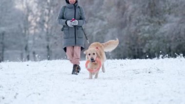 Tatlı Golden Retriever Dog, karlı bir arazide oyuncakla koşuyor, kışın sahibinin kızıyla oynuyor.