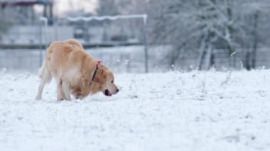 Kışın bir kar tarlasında yürüyen sevimli Golden Retriever Dog