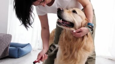 Bir kadın evdeki sevimli köpeğinin kürkünü nazikçe fırçalıyor ve savaşıyor.