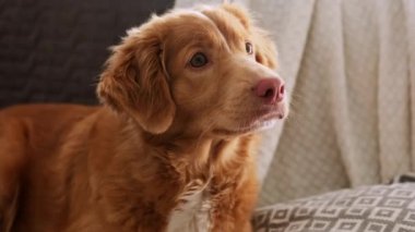 Evdeki sevimli av köpeği portresi.