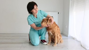Bir Klinikte Veteriner Sevimli Kırmızı Toller Köpeğinin Kulaklarını İncelerken