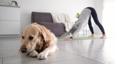 Altın av köpeği yerde yatarken, yaşlı bir kadın evde yoga pozu veriyor.