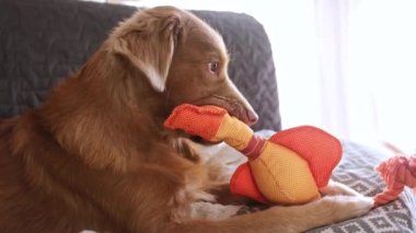 Oyuncak ördekle kanepede oynayan güzel bir av köpeği.