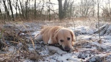 Güzel Golden Retriever Dog dışarıda kış yürüyüşünün tadını çıkarıyor, büyüleyici evcil hayvan karda oynuyor.