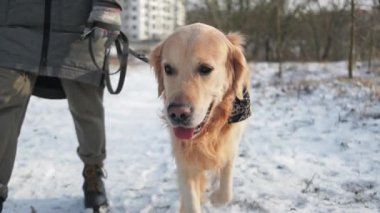 Bir kış gezintisi sırasında altın av köpeğiyle gezen bir kadın güzel evcil hayvanını gösteriyor.