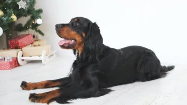 Evde süslü Noel ağacının yanında yatan İskoç setter köpeği.