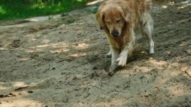 Sevimli Golden Retriever Dog açık havada kumda bir çukur kazıyor.