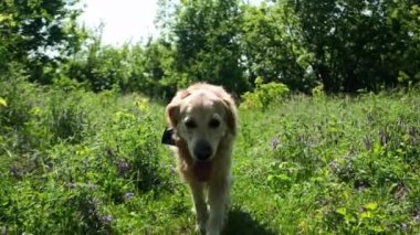 Golden Retriever, Çimenlikte Tapılası bir şekilde koşuyor