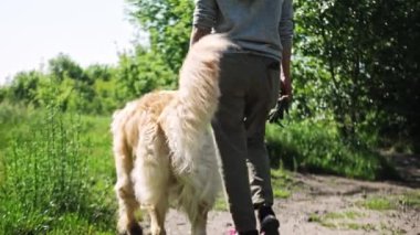 Golden Retriever Sahibiyle Dışarıda Dolaşıyor