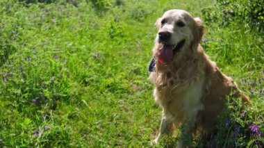 Yeşil çimlerin üzerinde oynayan sevimli Golden Retriever Dog.