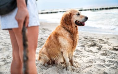 Muhteşem Golden Retriever Dog sahibi ile kumsalda çubukla oynuyor.