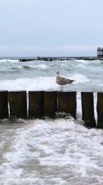 Arka planda deniz dalgaları olan ahşap ağaçlarda oturan martı.