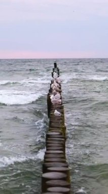 Ahşap Groynes 'e tüneyen martılar Pembe bir bataklıkta İnanılmaz bir deniz manzarası izliyor Baltık Denizi