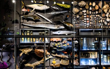 Berlin, Almanya - 20 Aralık 2022: Berlin Doğa Müzesinde Darwin Evrim Teorisi Sergisi