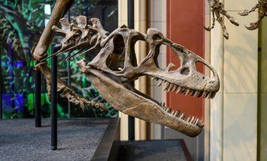 Belin, Almanya - 20 Aralık 2022: Berlin müzesinde tarih öncesi dinozor kafatası sergisi. Tyrannosaurus 'un iskeleti.