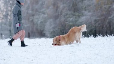 Kışın karlı bir arazide sahibinin yanında Golden Retriever Dog Yürüyüşü