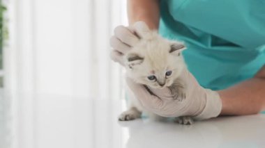 Veteriner Veteriner, Veteriner, Tatlı Beyaz Kedi Yavrusunun Gözlerini Kontrol Ediyor