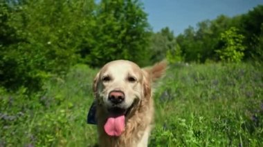 Sevimli Golden Retriever Yeşil bir arazide koşuyor.