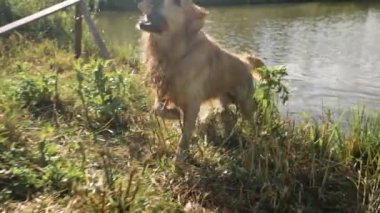 Golden Retriever köpek ısırır ve suya ördek oyuncağı atar, bu da damlalara ve damlalara neden olur.