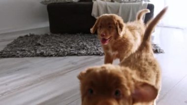 Sevimli Yavrular Evde Oynayan Ördek Avcısı Köpek, Harika Evcil Hayvanlar