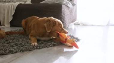 Güzel paralı av köpeği ışık odasında oyuncak ördekle oynuyor.