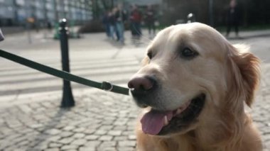 Şehir merkezinde tatlı köpeğiyle gezen bir kız.