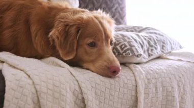 Güzel köpek Nova Scotia Ördek Çalan Köpek Evdeki kanepede yatıyor