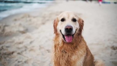 Mutlu, tapılası altın av köpeği kumsalda oynar ve şirin bir portre için poz verir.