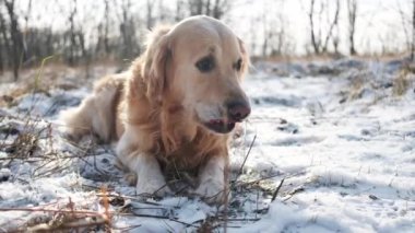 Güzel Golden Retriever Dog kış yürüyüşünün tadını çıkarıyor, büyüleyici evcil hayvan karda oynuyor.