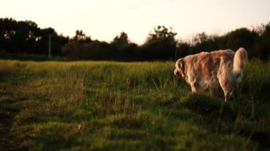 Golden Retriever Köpeği Gün batımında Bir Tarlada Yürüyor