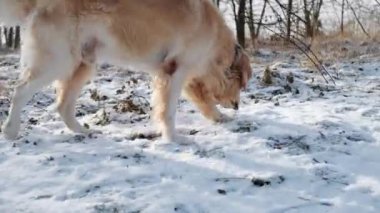 Güzel Golden Retriever Köpeği Sevilen Evcil Hayvan Olarak Dışarıda Kış Yürüyüşü Yapıyor