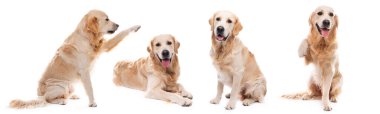 Golden retriever köpeği beyaz arka planda yanlamasına pençe atıyor.