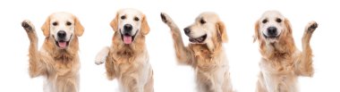Pençesi yukarıda, beyaz bir arka planda izole edilmiş Golden retriever köpeği.