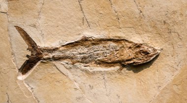 Taş üzerinde tarih öncesi balık fosili izi